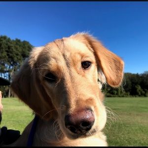 Meet your Posher, Phresh